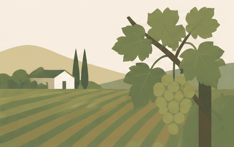 Illustrated Sonoma vineyard grapes